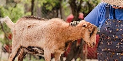 Hauptbild für Animal Husbandry in Baltimore City