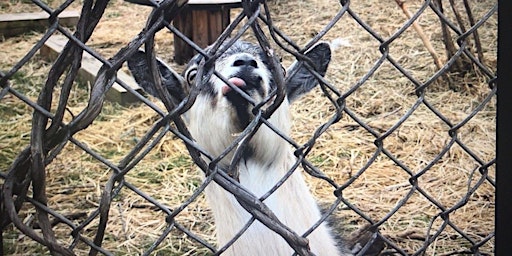 Primaire afbeelding van Backyard Goats 101