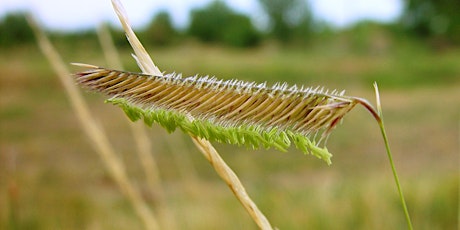 Discover! Grasses of South Platte Park - Sun., September 15; 9:30 AM - 12:30 PM primary image