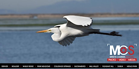 Wildlife Photo Walk - Coyote Hills