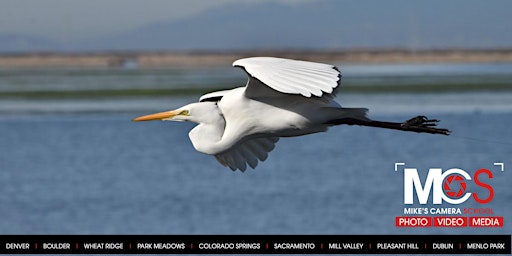 Immagine principale di Wildlife Photo Walk - Coyote Hills 