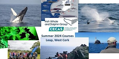 Primaire afbeelding van Residential Weekend Whale Watching & Identification Course in West Cork