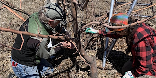 Hauptbild für Fruit Tree Pruning Volunteer Day (Emma)