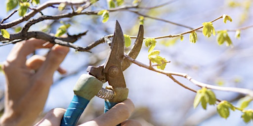 Hauptbild für Summer Fruit Tree Pruning