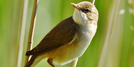 Spring bird song walk (3 May)