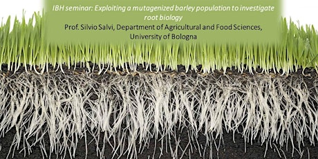 Imagen principal de Exploiting a mutagenized barley population to investigate root biology