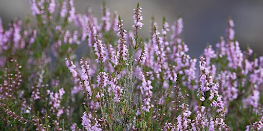 Hauptbild für Norfolk Commons Week - history, wildlife and conservation of Hoe Common