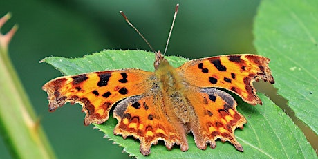 Norfolk Commons Week  - A wildlife walk on Beeston Common