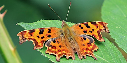 Hauptbild für Norfolk Commons Week  - A wildlife walk on Beeston Common