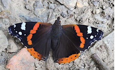 Image principale de Big Butterfly Count at Kingston Uni - River House  rear (12 Jul-5 Aug)