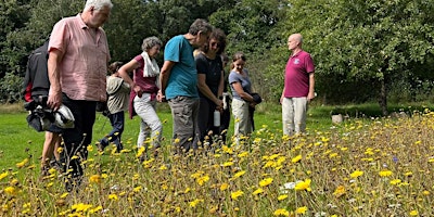 Primaire afbeelding van Create a Wildflower Meadow