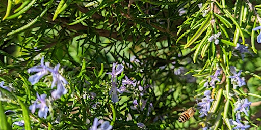 Spring  Forage with Medical Herbalist Sara Jane primary image