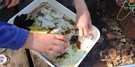 All creatures great and small - family pond dipping and bug hunting