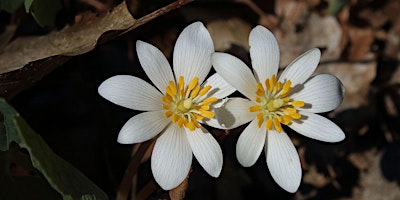 Spring Wildflower and Bird Hike for Kids 2024 primary image