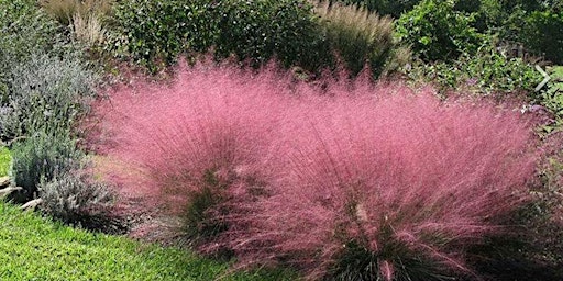 Hauptbild für 4-9-2024  Ornamental Grasses