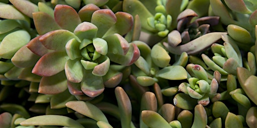 Imagem principal do evento 4-13-2024  Succulents