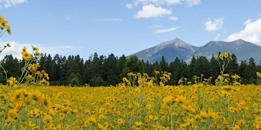 Imagem principal do evento Northern Arizona University Information Session