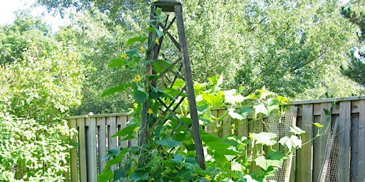 Hauptbild für Speaker Series: Vertical Vegetables