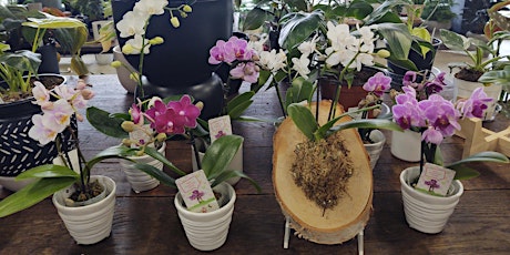 Miniature Orchid Mounting Class primary image
