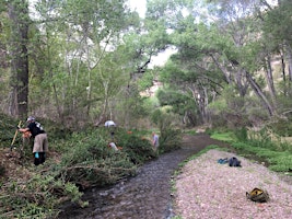 Aravaipa Canyon Vinca Removal: April 26-28 primary image