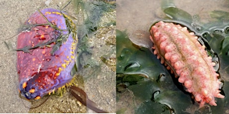 Changi Beach Intertidal Guided Walk (2 March) primary image