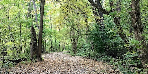 Primaire afbeelding van Forest Bathing/Shinrin Yoku April 2024