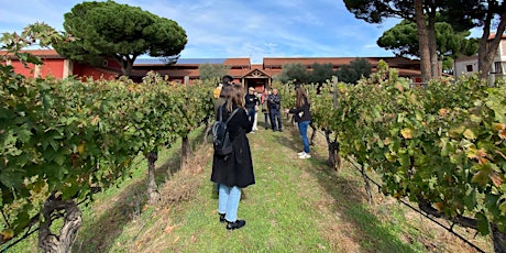 Imagen principal de Madrid Winery Visit & Tasting in English
