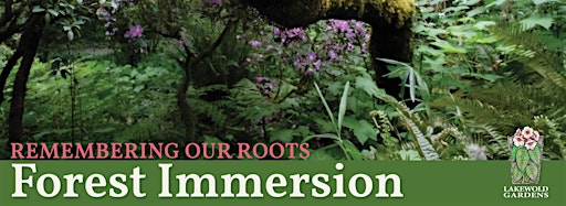 Collection image for Remembering Our Roots Forest Immersion