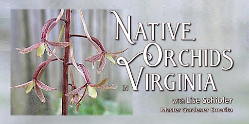 Imagem principal do evento Native Orchids in Virginia