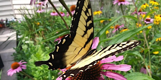 Hauptbild für Pollinator Garden Talk