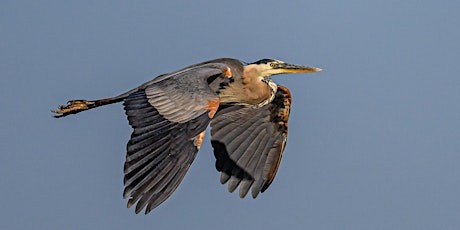 Birding at Hyatt Hidden Lakes Reserve