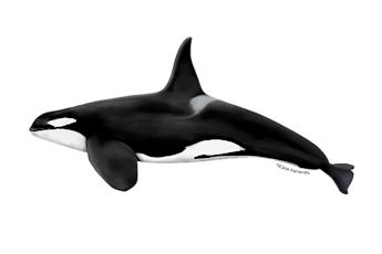 Who are the Orcas that frequent our local waters?