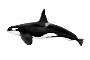 Who are the Orcas that frequent our local waters?  primärbild