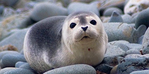 Seals on the Beach!