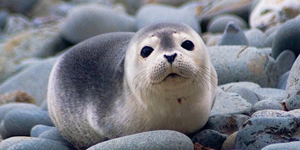 Seals on the Beach!
