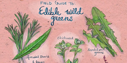 Free Wild Edible and Medicinal Plant Walk 1 primary image