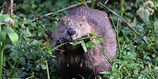 Imagen principal de Wilder Kent Safari: Beavers, Nature's Engineers