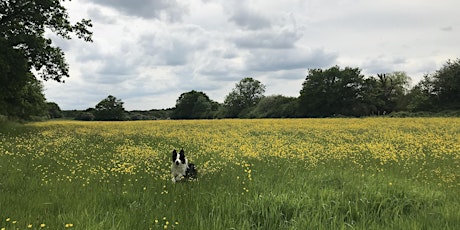 Silent Meditation Retreat Weekend June