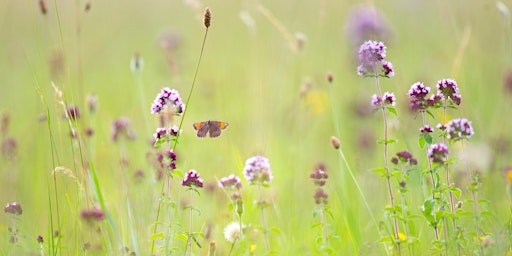 Primaire afbeelding van Let’s Take a Walk on The Wild Side