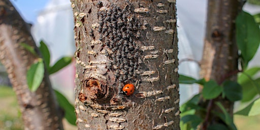 Imagem principal de LES ARBRES ET LEURS HÔTES