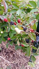 Small Fruits Post Harvest Workshop primary image