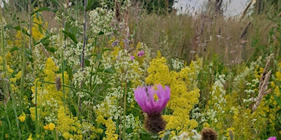 Imagem principal do evento Wild about Wildflowers on the greens?