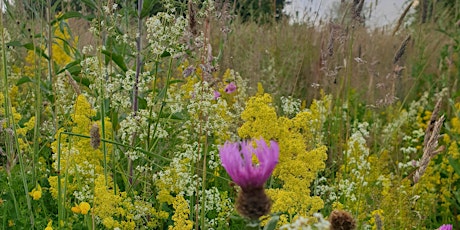 Wild about Wildflowers on the greens?