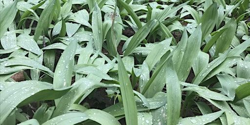 Hauptbild für Ramp Cultivation Workshop