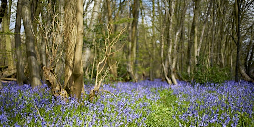 Hauptbild für Wayland Wood Stars and Bells