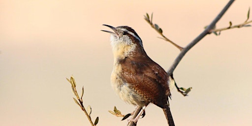 Birding by Ear for Beginners with Colt Gregory primary image