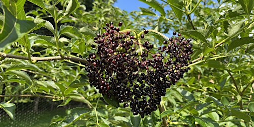 Hauptbild für Elderberry Cultivation Workshop