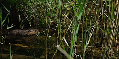 A mink free Britain- is it possible?