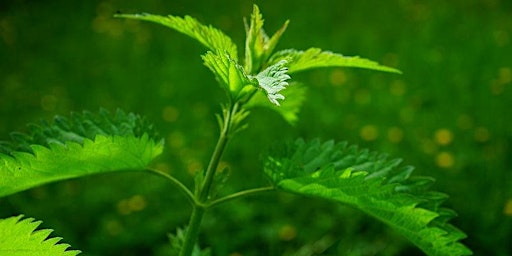 Hauptbild für Wild Medicine Walk - Spring awakening