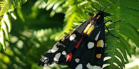 Imagen principal de Big Butterfly Count at Kingston Uni - Clay Hill Halls